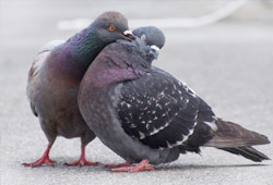 pigeons